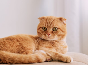 Do Scottish Folds Have Genetic Issues?